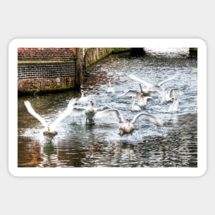 Panic, Swans Take Flight Sticker